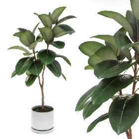 Ficus elastica decora medium